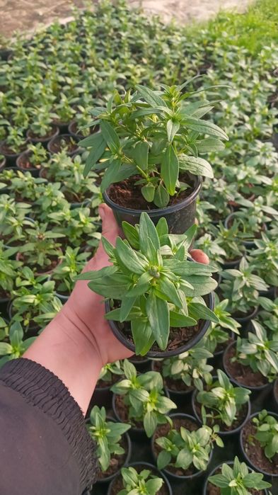 Квіти від Наталі