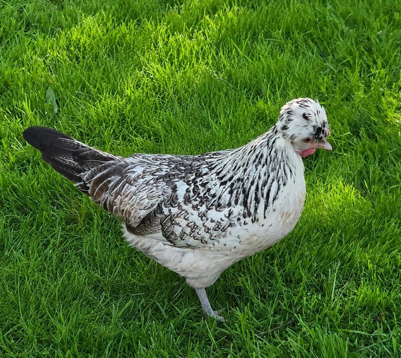 Kury kury czubatki czubatka miniaturowe