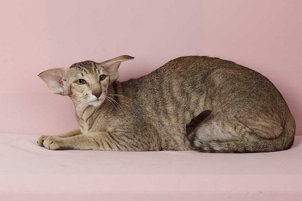 коричнева плямиста орієнтальна красуня