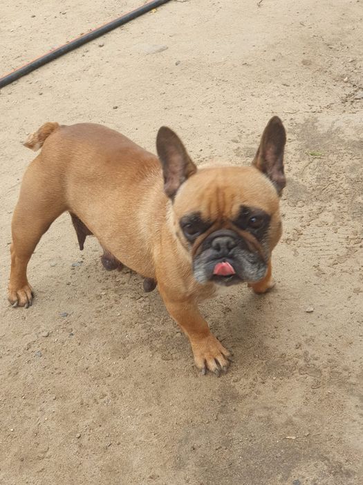Bulldog francuski/Dorosła ruda sunia