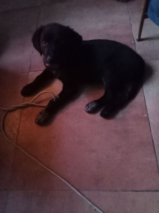 Cachorrinho para adoção