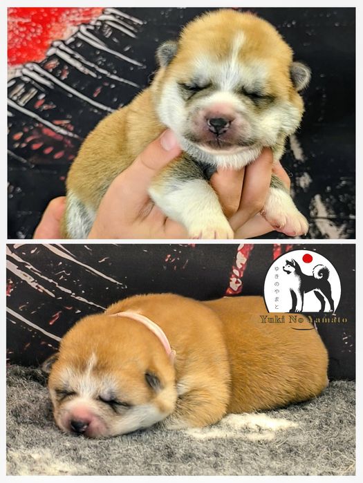 Akita Inu japońska ZKwP/FCI