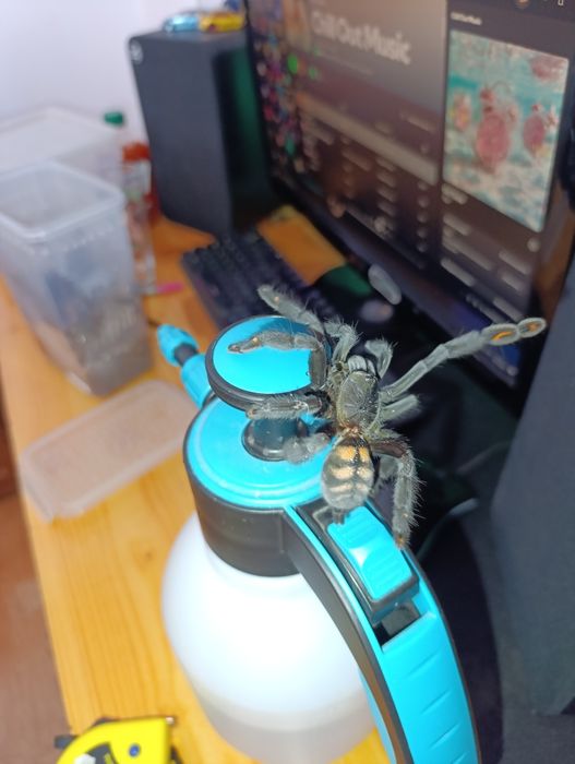 P.Irminia samica 4.5dc