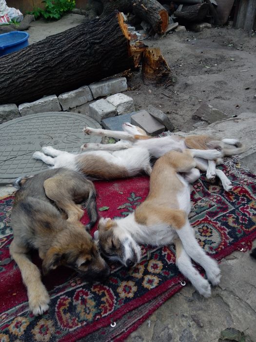 Отдам даром щенков дворняжки