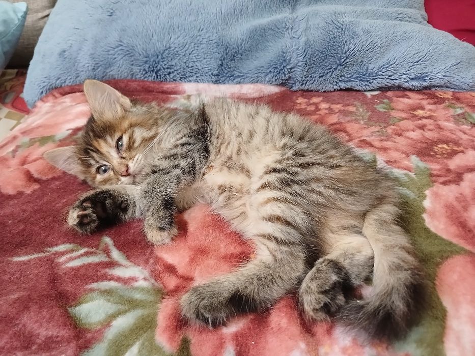 СРОЧНО вітдам котика в добрі руки