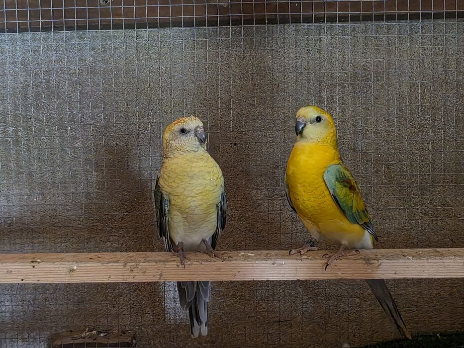 Casal de red rumped 23/24