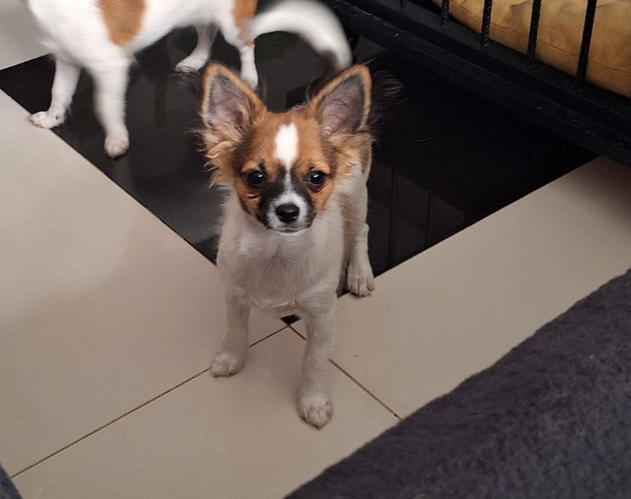 Zjawiskowy długowłosy  samiec Chihuahua Lipton Gotowy do nowego Domku.