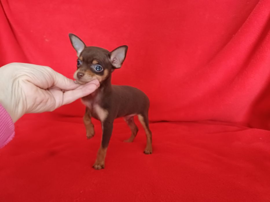 Тойчик шоколадный мальчик