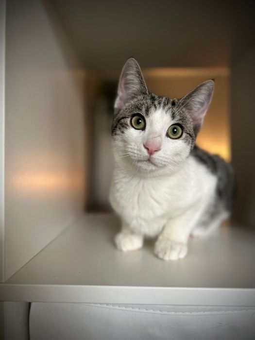 Delikatny Radziu szuka domu