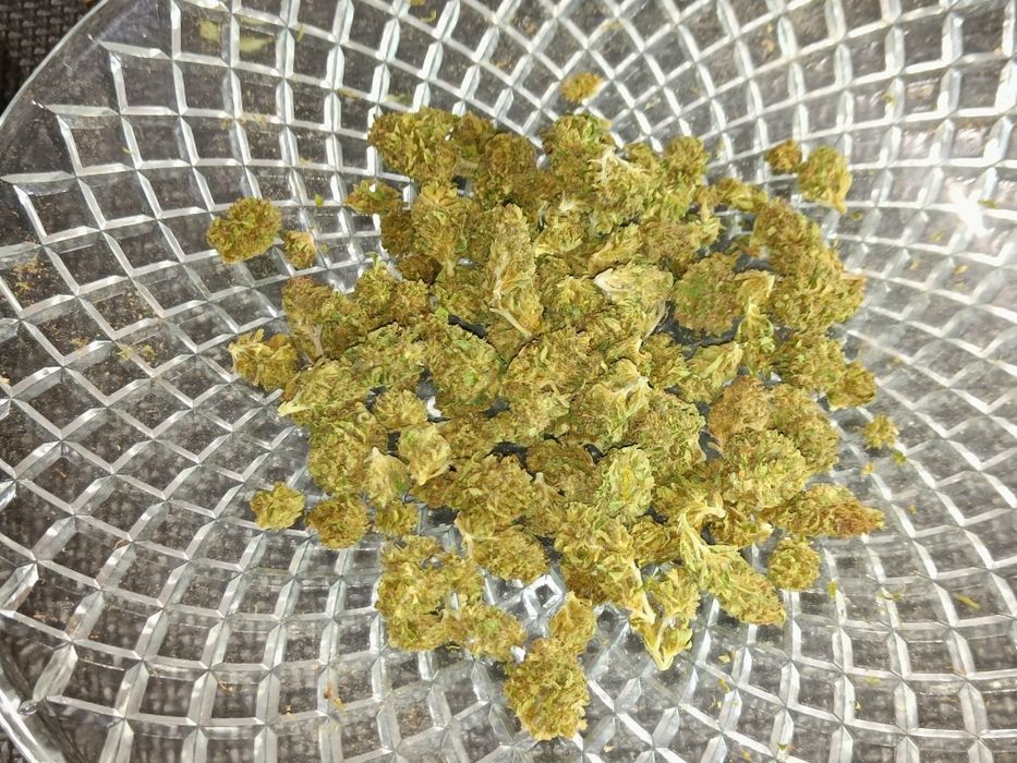 50g suszu kwiaty z liśćmi konopi CBD Przysmak Prezesa