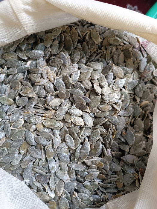 Продаж  зернят гарбузових