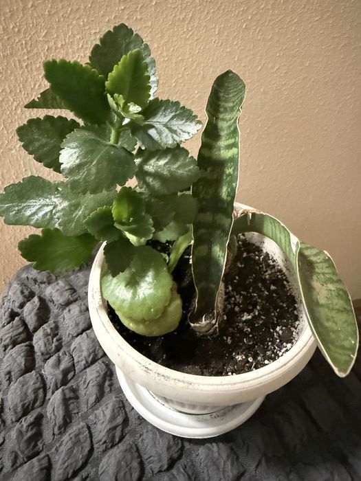 Сансевієрія Леопард молода рослина