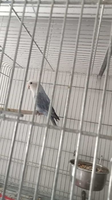 Roseicolis  aves de bom porte \ e crias