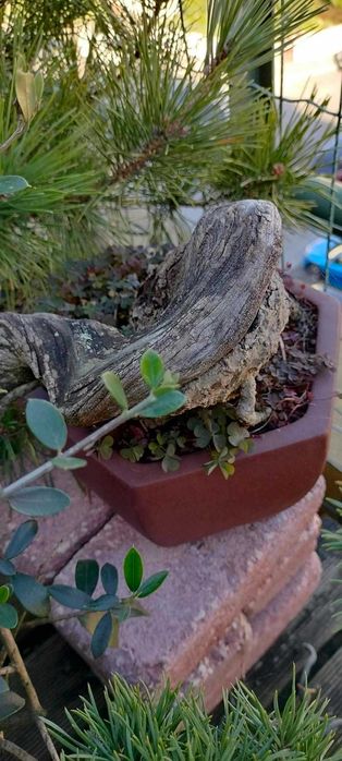 Bonsai Ullastre de Antonio Arana