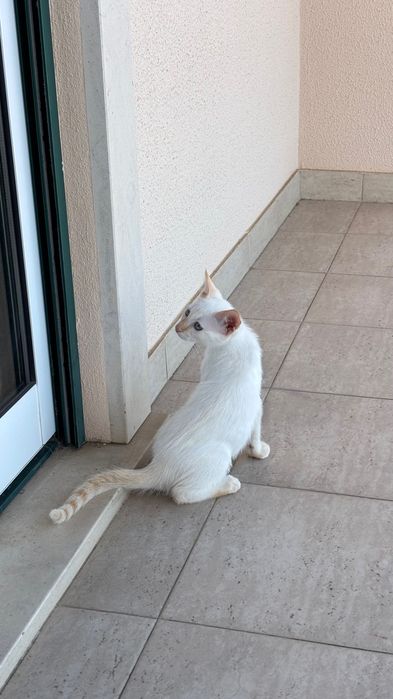 Adoção de gatinhos