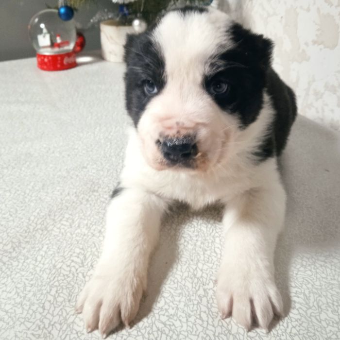 Собаки породи САВ