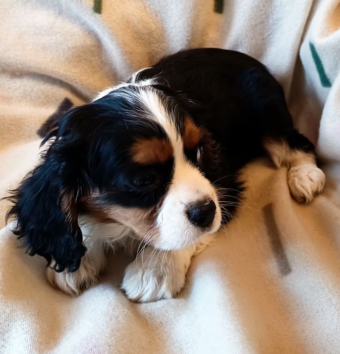 Cavalier King Charles spaniel