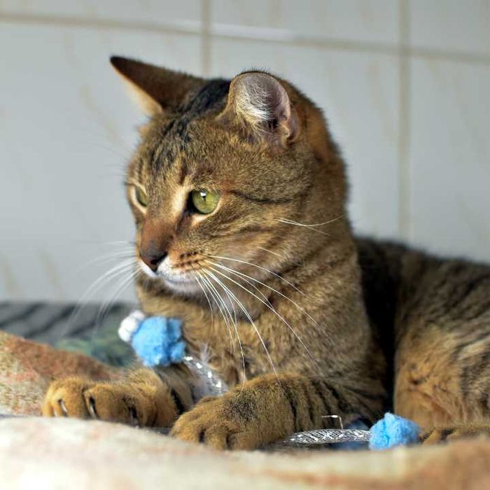 Proludzki Gąsior do adopcji ^-^