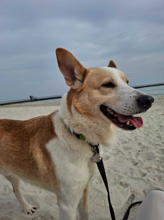 Віддам в добрі руки