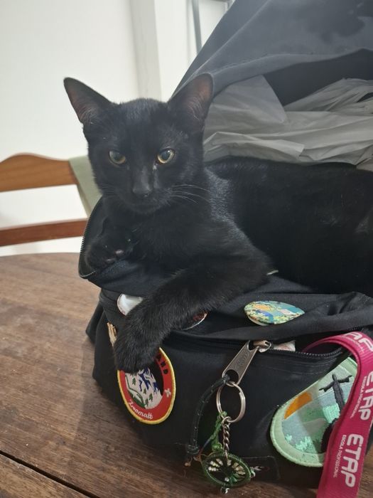 Adoção de cadela e gatinhos