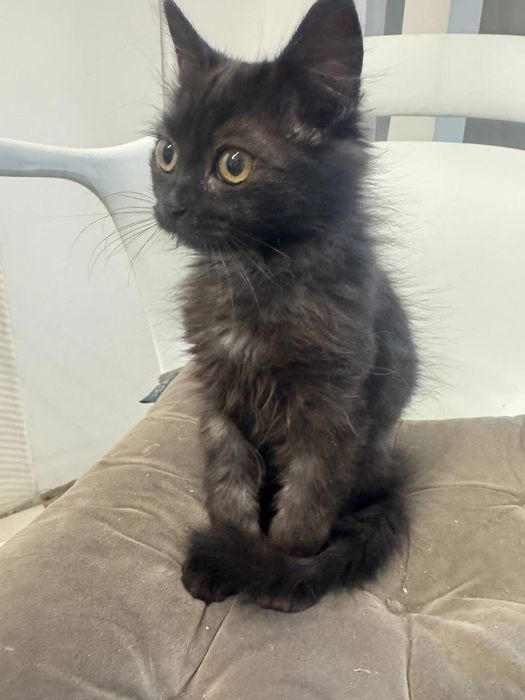 Чудова киця в люблячу сім'ю