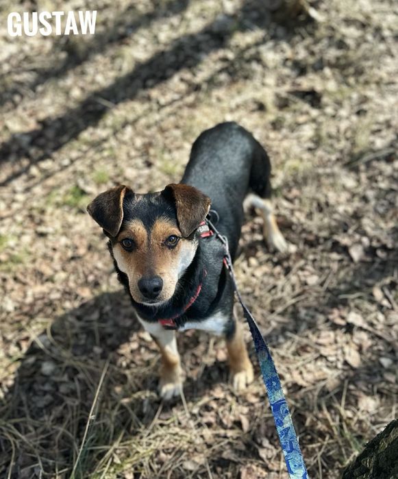 2 letni Gustaw, 10 kg, adopcja za darmo oddam