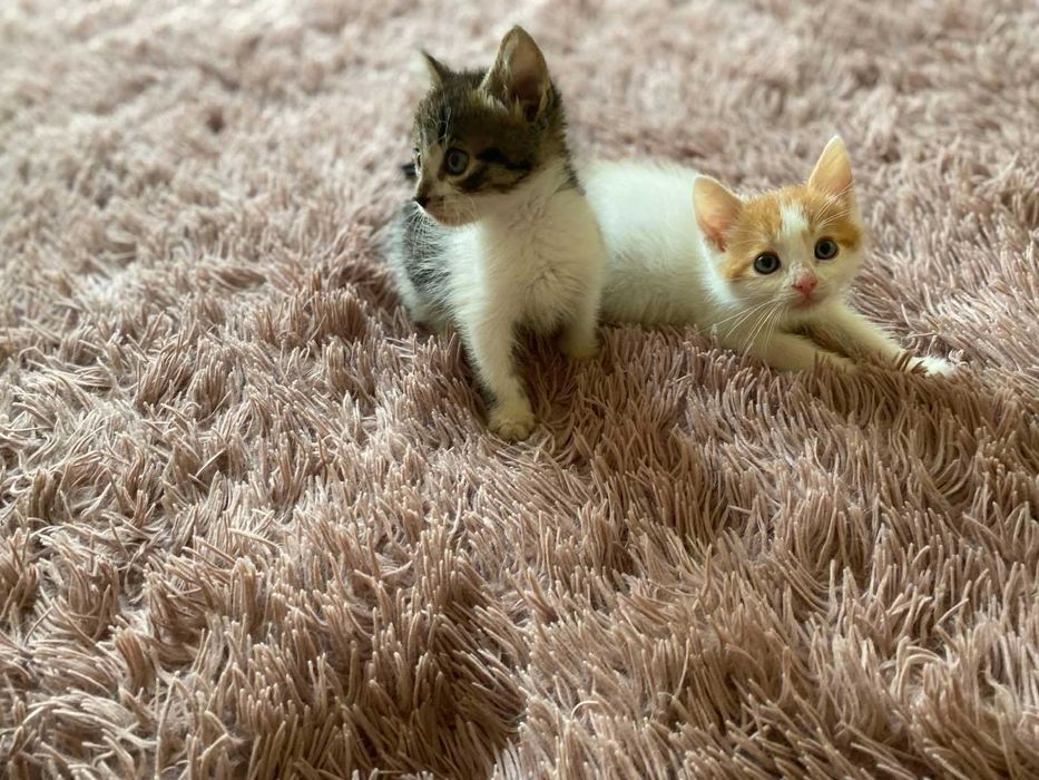 Кошенята-хлопчики шукають домівку