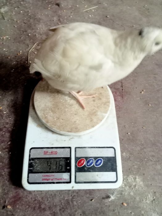 Перепілки добові, тижневі, двотижневі, несушкі. Яйця інкубаційні