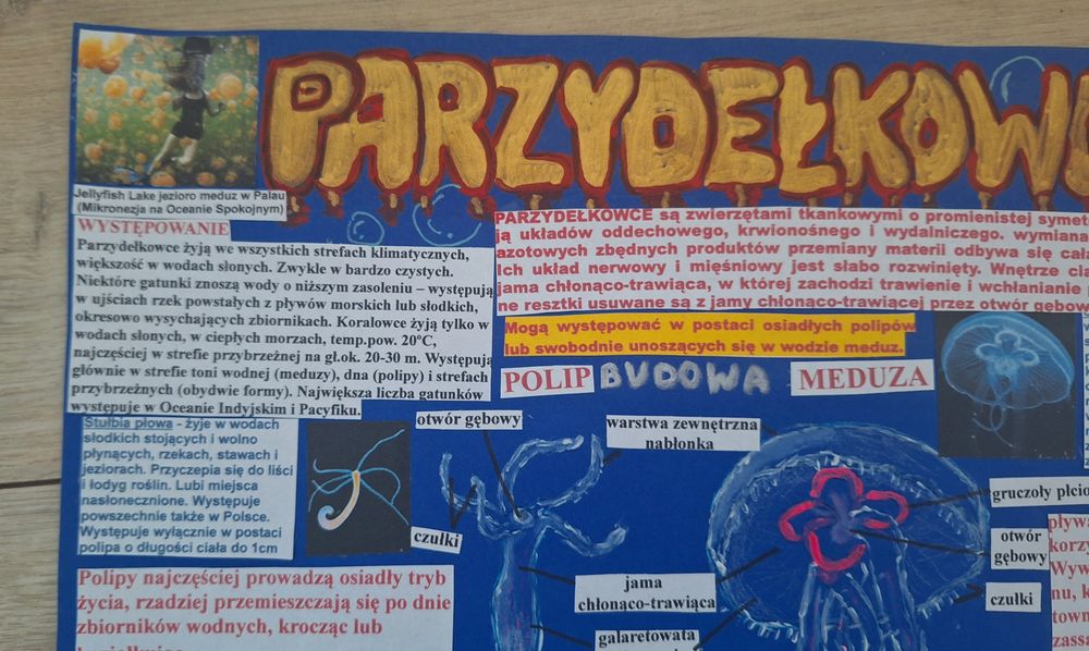 Plakat na biologię parzydełkowce
