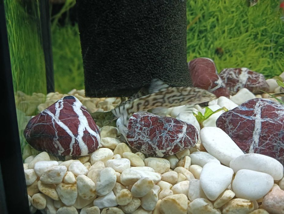 Bocja siatkowana