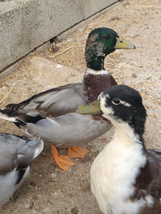 Casais Mignon ancestrais
