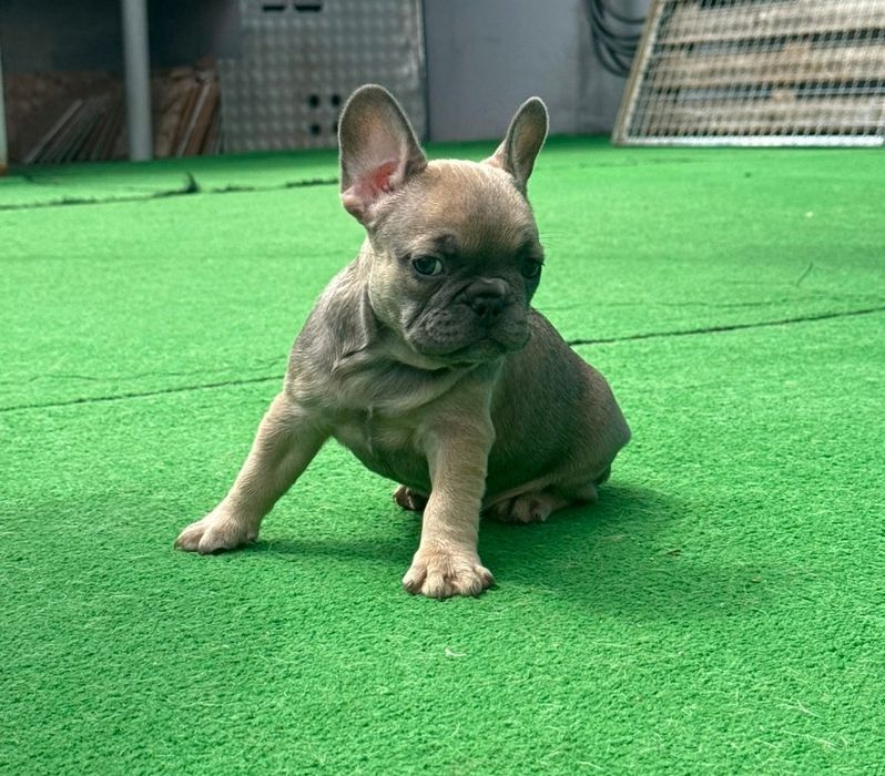 Bulldog francês fêmea blue fawn