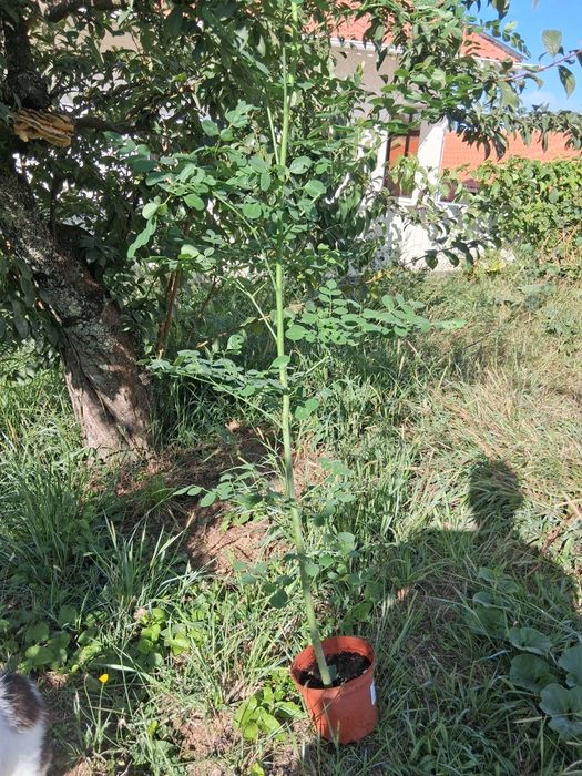 Moringa enorme 1.76