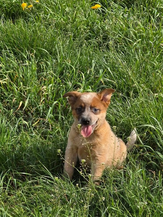 Australian  Kattle Dog- piesek