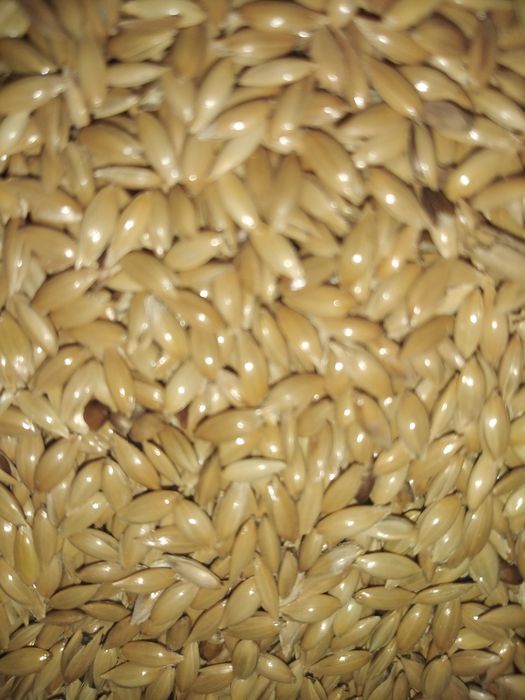 Proso czerwone białe żółte zielone i czarne