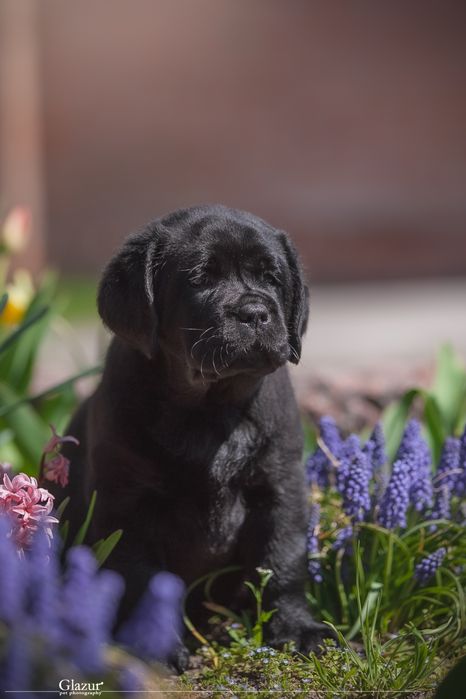 Цуценята лабрадора в розпліднику “Lab’Soul Shine”