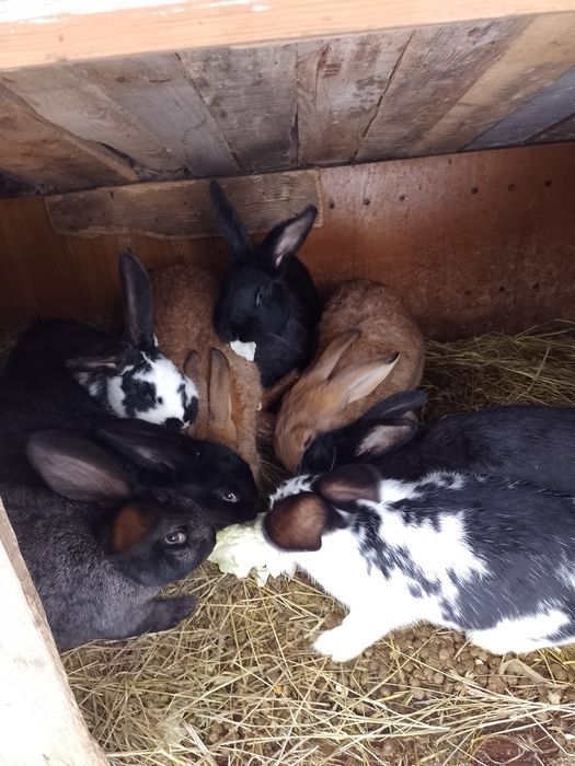 Продам кролики крольчата