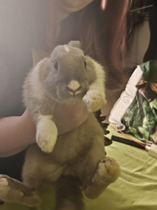 Króliczek miniaturka