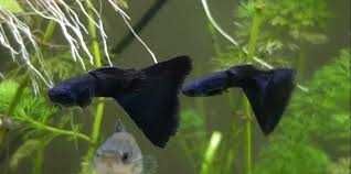 Gupik MOSKIEWSKI XXL czarny mega kozaki