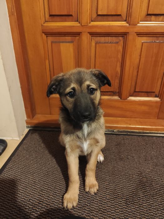 Trzy suczki do oddania