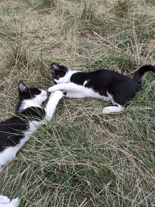 Kotki do adopcji