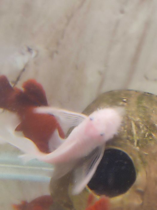 Ancistrus L-144 Snow White