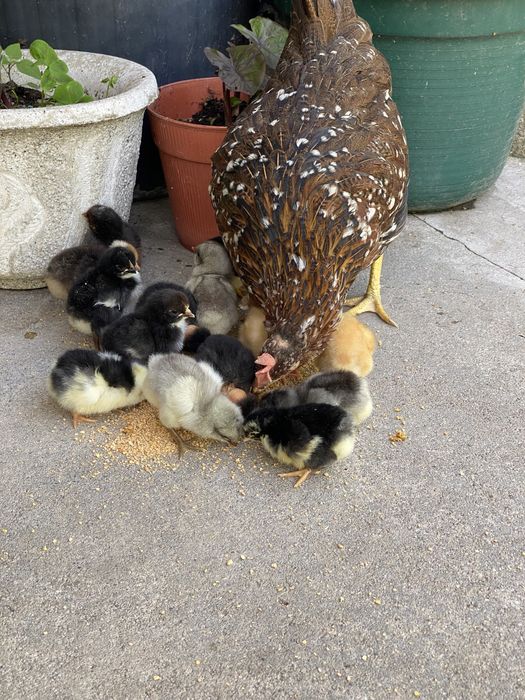 Pintainhos de várias raças