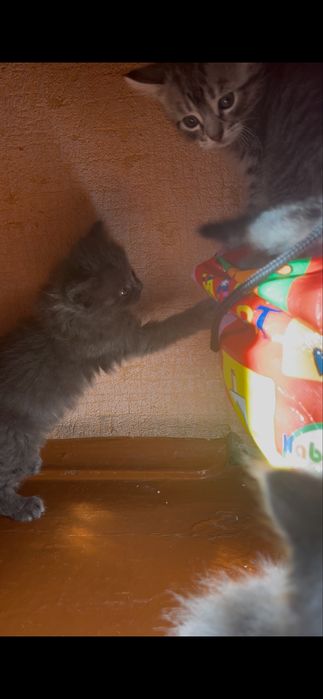 кошенята з дубно шукають люблячу сімʼю