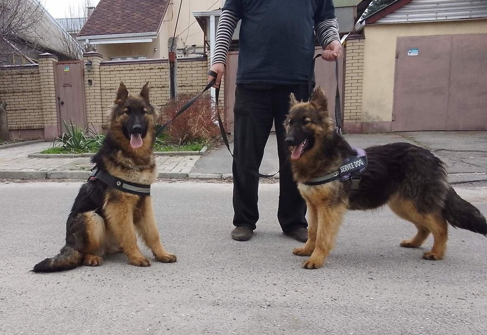 Две подрощенные,полностью привитые девочки немецкой овчарки.