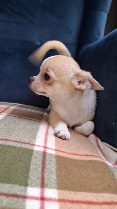 Chihuahua piękna maleńka dziewczynka