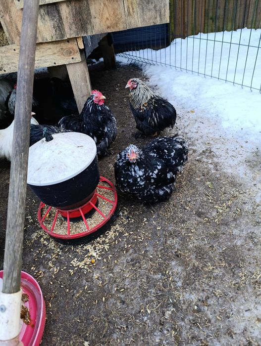 Karzełek kochin, kochin miniaturowy