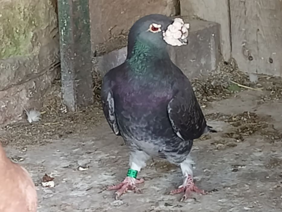 Gołębie staropolskie