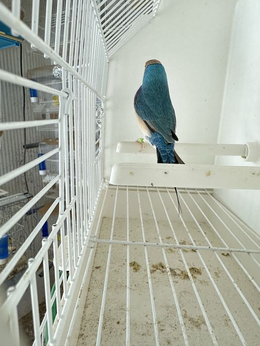 Diamantes gould