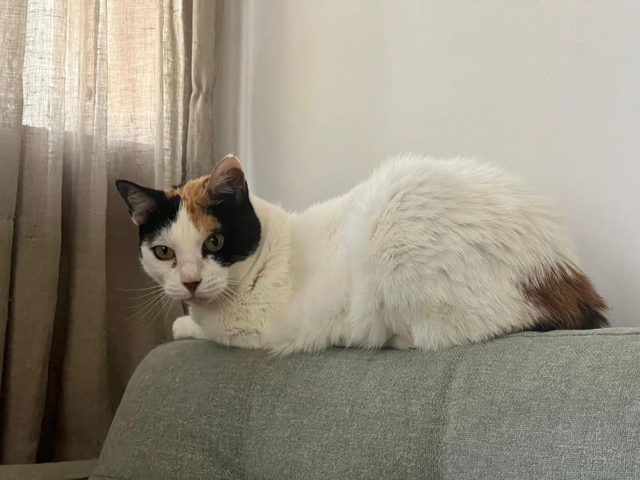 Gata adulta muito meiga procura família para adoção responsável